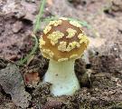 possible Amanita franchetii