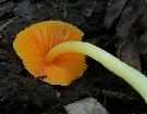 possible Hygrocybe cuspidata