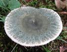 Russula virescens