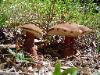 Tylopilus indecisus