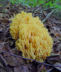 yellow coral mushroom