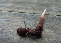 Entomopathogenic fungus (insect killer)