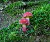 Boletus bicolor