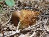 Genus gastroboletus