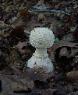 Amanita rhopalopus
