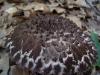 Old Man of the Woods, Strobilomyces floccopus