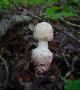 Amanita daucipes