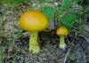Amanita flavoconia