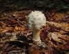 Amanita muscaria var. alba