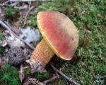 Boletus morrisii