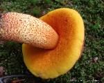 Boletus morrisii