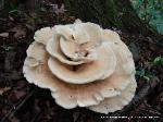 Bondarzewia berkeleyi