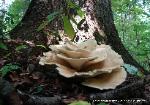 Bondarzewia berkeleyi