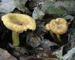 Cantharellus cibarius