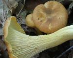 Cantharellus cibarius