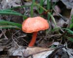 Cantharellus cinnabarinus
