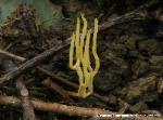 Clavulinopsis corniculata