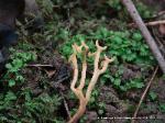 Clavulinopsis corniculata