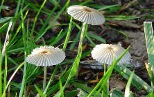 Parasola plicatilis; formerly Coprinus plicatilis