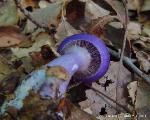 Cortinarius iodes