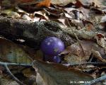 Cortinarius iodes