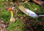 Elaphocordyceps longisegmentis with host Elaphomyces granulatus