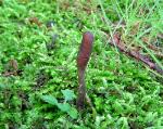 Elaphocordyceps ophioglossoides stromata