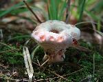 Hydnellum caeruleum