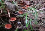 Lactarius oculatus