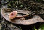 Lactarius oculatus