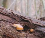 Galerina marginata found March 14th