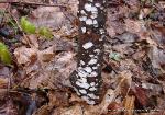 Perenniporia ohiensis