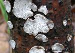 Perenniporia ohiensis
