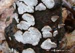 Perenniporia ohiensis