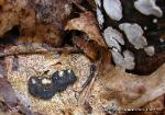 Perenniporia ohiensis
