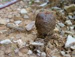 Pisolithus tinctorius