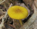 Pluteus admirabilis