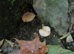 Pluteus lutescens