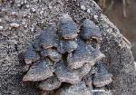 Pseudochaete tabacina
