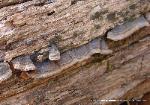 Pseudochaete tabacina