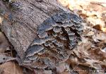 Pseudochaete tabacina