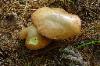 suillus granulatus