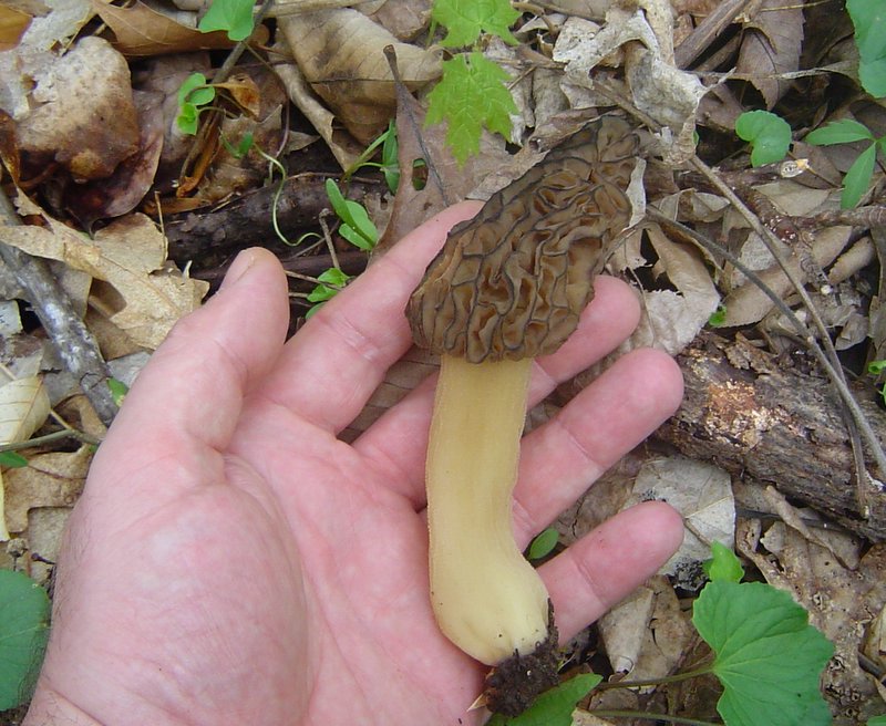 Morel Mushrooms at Indiana Mushrooms