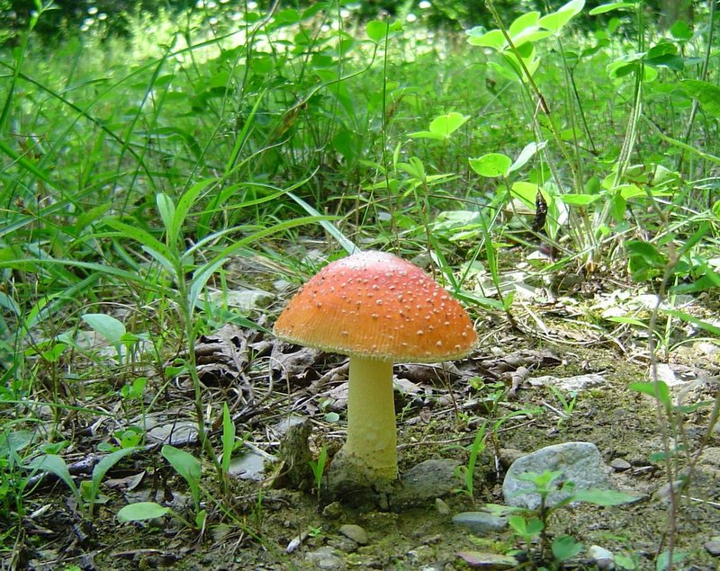 Amanita parcivolvata at Indiana Mushrooms