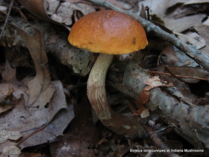 Leccinum longicurvipes at Indiana Mushrooms