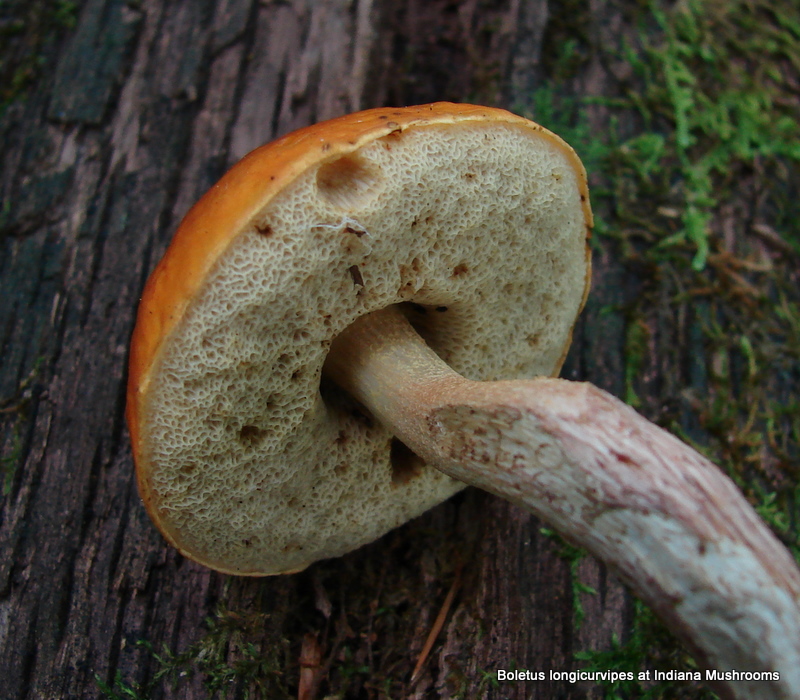 Leccinum longicurvipes at Indiana Mushrooms