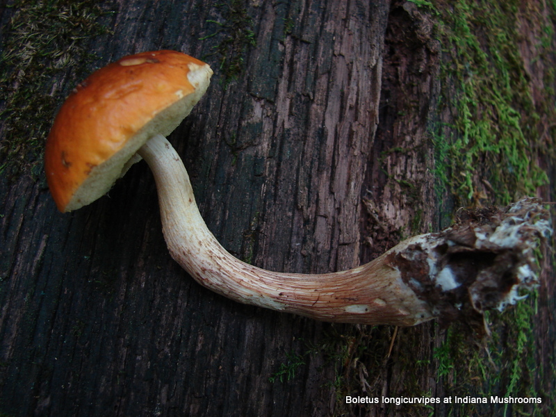 Leccinum longicurvipes at Indiana Mushrooms