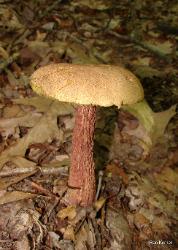 Boletellus russellii