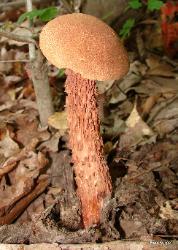 Boletellus russellii
