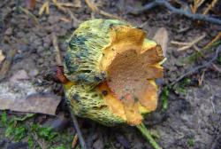 Neoboletus pseudosulphureus